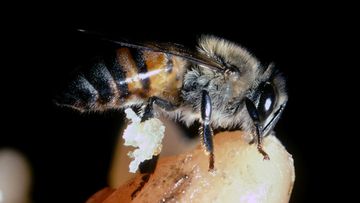 An Africanised honey bee, apis mellifera. The species are also known as "killer bees". (Getty Images)
