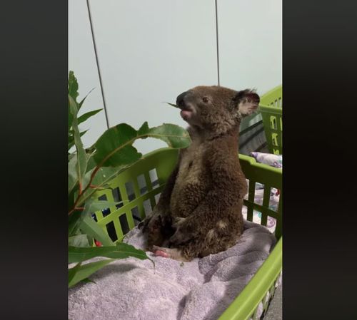 Port Macquarie Koala Hospital shares video of Bazza recovering after fires.