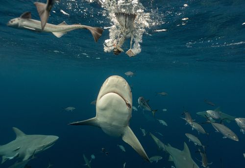 However, Moore says bull sharks are 'misunderstood' and often calm in clear water.