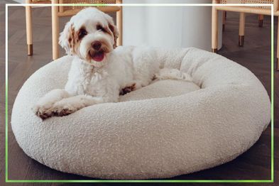 9PR: SASH Beds Luxury Boucle Dog Bed, Cream
