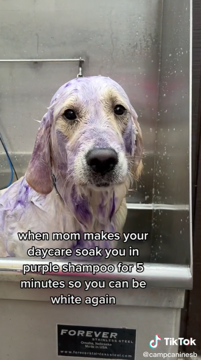 Purple shampoo dog trend takes over TikTok.