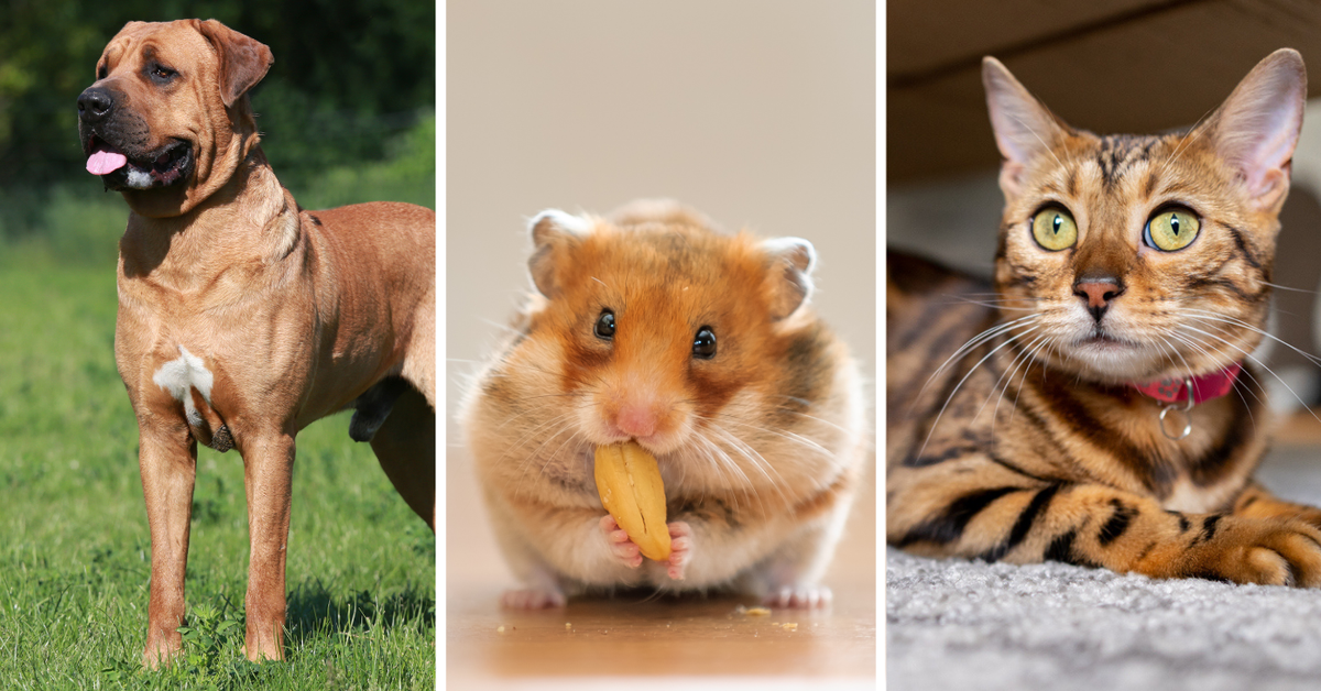 Pets that are banned in Australia including monkeys, rabbits, hedgehogs and certain dog and cat breeds