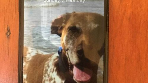 A photo of Magnum the dog, a famous pup in the Clutha district, helped Rebecca Kinaston track down the phone's owner.