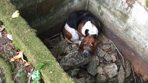 Both dogs were found to be in good health and had avoided dehydration due to rains. (Vashon Island Pet Protectors)