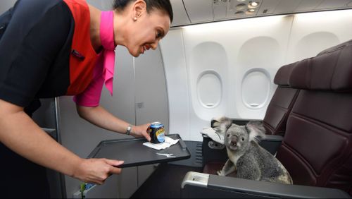 Gum leaves, hot towels and maximum cuteness: What happens when four koalas are let loose in first class