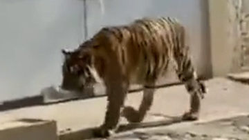 A tiger was seized in Tecuala, in the Pacific coast state of Nayarit, near the border with Sinaloa, which is home to the cartel of the same name.