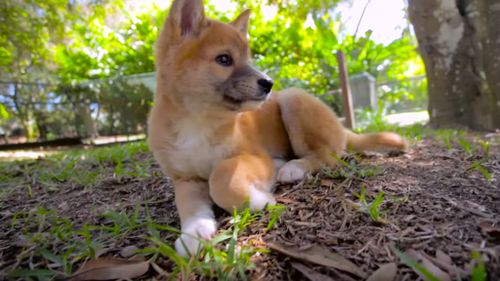 Australia Zoo has welcomed three nine-week-old Dingo pups. (Australia Zoo)