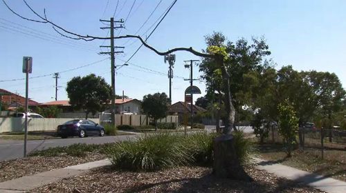 There's concern some trees won't survive the overzealous pruning.