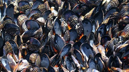 190702 USA heatwave California mussels dying intense temperatures weather news World