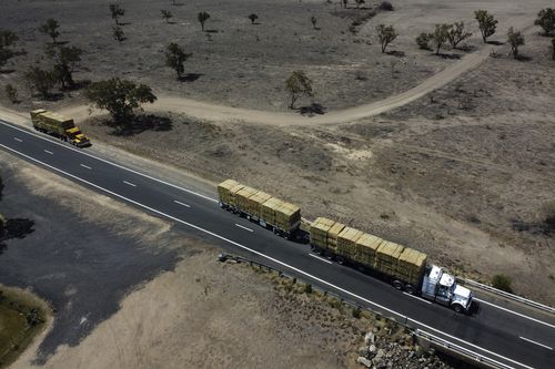 Trucks on the Gwydir highway transporting hay from Bendigo, Victoria to drought-affected parts of Queensland, seen near Bullarah, NSW, on Wednesday 20 November 2019. Photo: Alex Ellinghausen