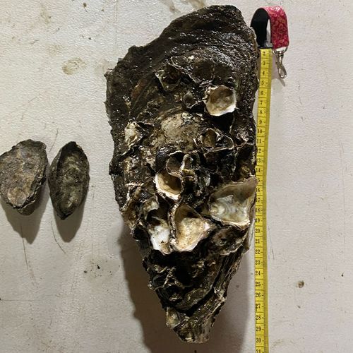 Uncle Ray, the record-breaking oyster found on the NSW south coast.