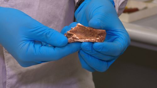 Scoperta fossile di echidna Museo di Melbourne