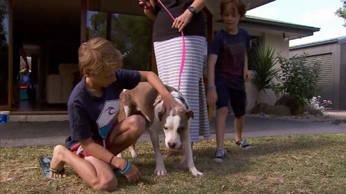 With the help of Country Fire Authority volunteers and some lubricant, it wasn't long before Coco was reunited with her family (Supplied).