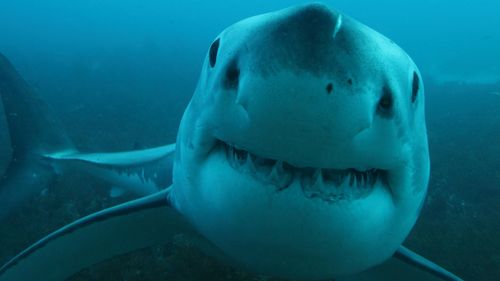 Grand requin blanc, Carcharodon carcharias, îles Neptune, Australie du Sud, Océan Indien