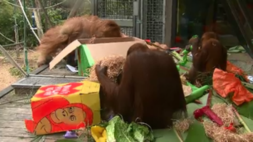 Celebrations at Melbourne Zoo raised awareness for palm oil labelling in Australia. (9NEWS)