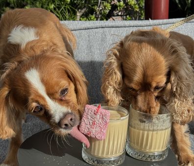 King Charles Cavaliers at Pier One Sydney Harbour