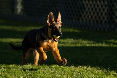 Jill and Joe Biden have welcomed a new puppy, 'Commander', to their family.