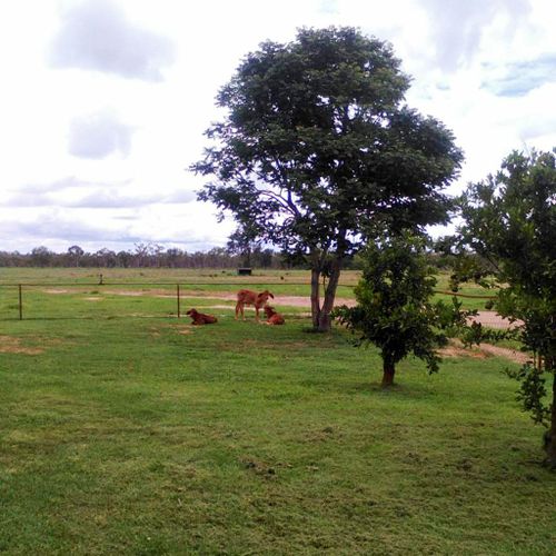 Rain has brought some much-needed reprieve to drought-afflicted farmers. (Tessa Pemble)