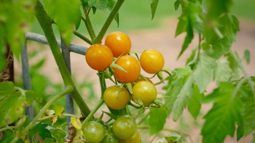 Cherry tomatoes, ready to be picked. (Ehsan Knopf/9NEWS)