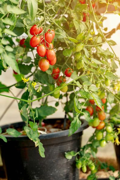 Tomatoes growing in a pot
