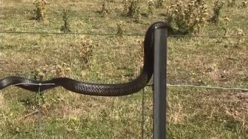 The deadly reptile can be seen teetering from side to side slightly as it keeps its balance on the wire fence (Supplied).