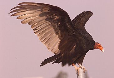 When was the California condor classified as extinct in the wild?