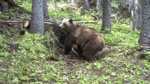 US woman chased and attacked by bear while comet-watching