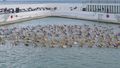 Pictures of the week: Charity swim that broke a world record