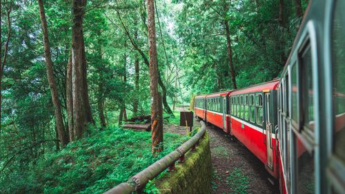 Reforestation projects can help.