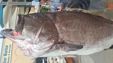 The enormous fish, identified as a Warsaw grouper, was caught using a hook and line December 29 in about 182 metres of water, according to the FWC&#x27;s Fish and Wildlife Research Institute.