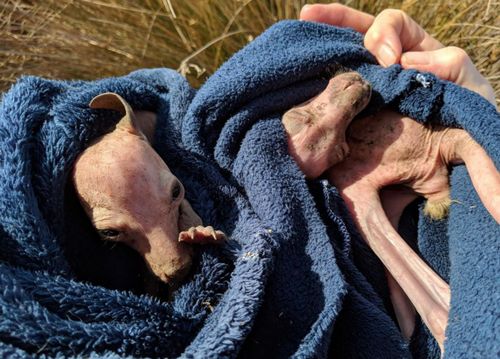 The rare pair were found at a property in Doreen, in Melbourne's north-east. (9NEWS)