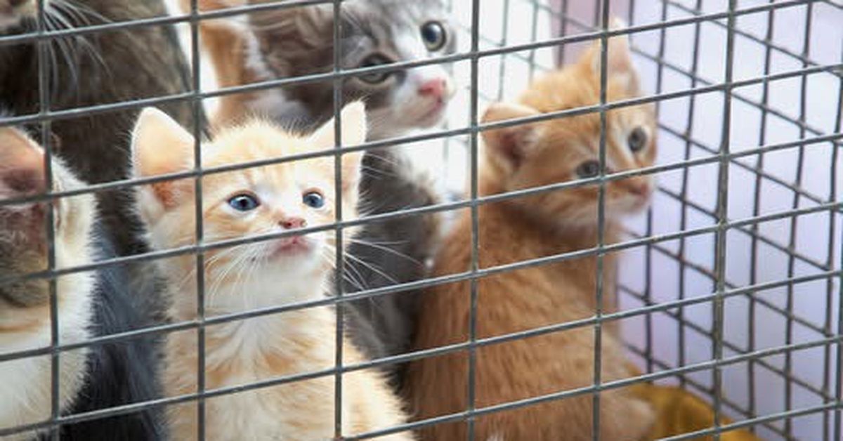 'No one should have to choose': Sad ripple effect of cost-of-living crisis