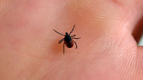 New report claims Lyme disease cannot be contracted in Australia