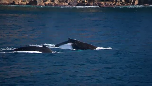 There are a selection of prime viewing locations along Sydney's coast where people can see whales without going out in the water.