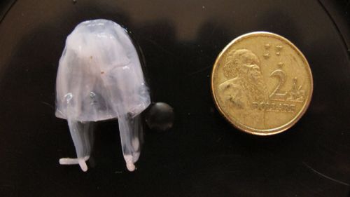 Queensland swimmers warned as deadly jellyfish moves south