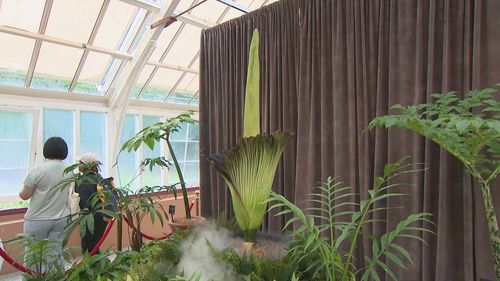 It's been 15 years since the foul-smelling flower showed its petals in Sydney, but the rare Amorphophallus titanum – also known as a corpse flower – is finally blooming. The flower, known for its smell of rotting flesh, blooms for about 24 hours, and can take three or four hours to completely unfurl.