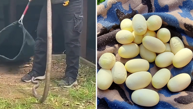 Коричневая змея оставила Шону Кэди около двух десятков яиц.