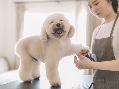 A groomer using an animal brush to clean up and grooming a toy poodle.