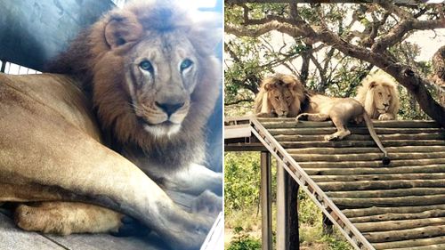 Rescued circus lions found in ‘deplorable conditions’ to be released into South African bush