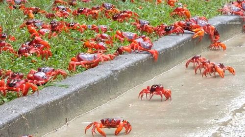 The population of the famous crabs of Christmas Island is booming wildlife bosses say, as the creature begin their famous migration again.