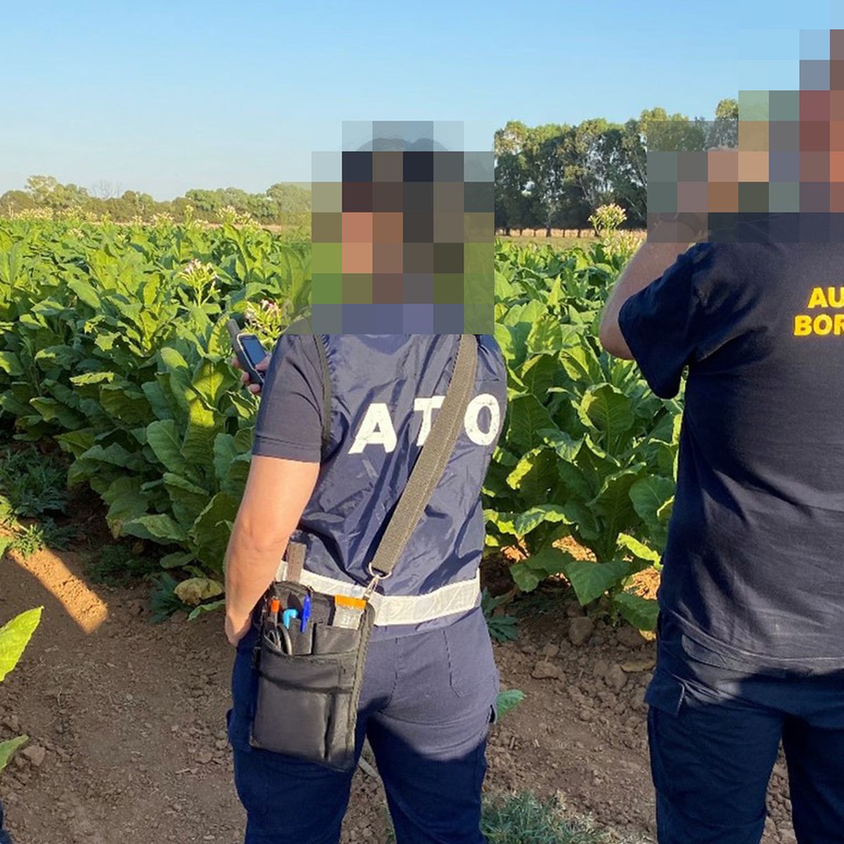 Authorities seize 16-tonne tobacco crop worth $35 million tax