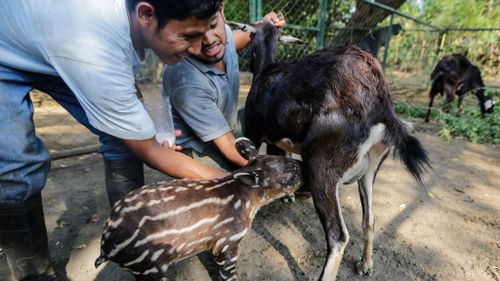 Abandoned tapir finds new surrogate goat mothers at Nicaragua zoo 