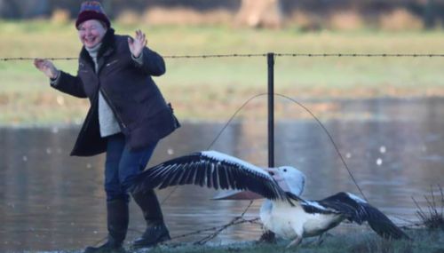 The cheeky bird also gave Ms Killeen a bite on the bottom. (Paul Blake)