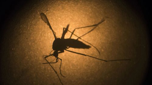 The researchers looked at 1,450 kids who were at least a year old and whose mothers were infected with Zika while pregnant.