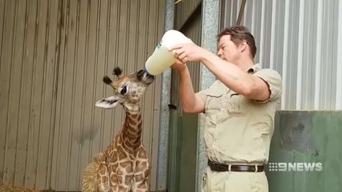 Eyelean was hand-raised by zookeepers. (9NEWS)