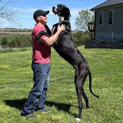 World's tallest male dog death: Great Dane, Kevin, dies shortly after ...