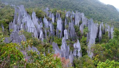 5. Pinnacles of Gunung, Mulu National Park, Borneo
