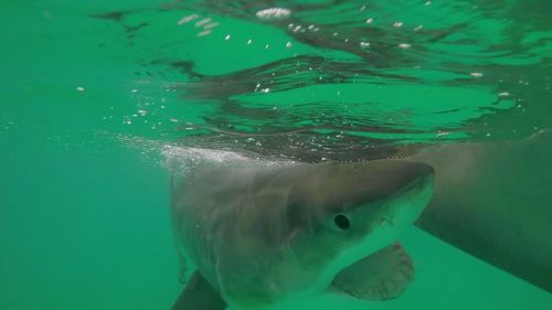 The creature was hooked just 500 metres from where Sydney woman Lauren O'Neill was attacked by a bull shark in Elizabeth Bay last week.