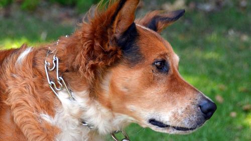 Dog collars which use 'pain as punishment' to be banned in Queensland 