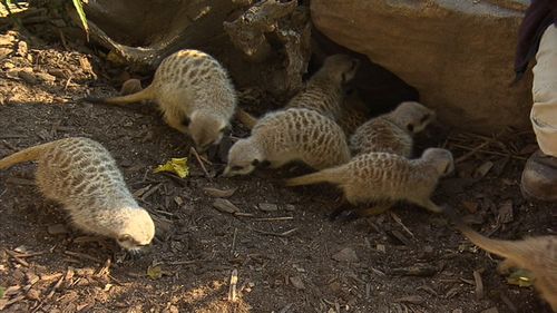 Three litters of meerkat pups were born at Adelaide Zoo last year. Picture: 9NEWS